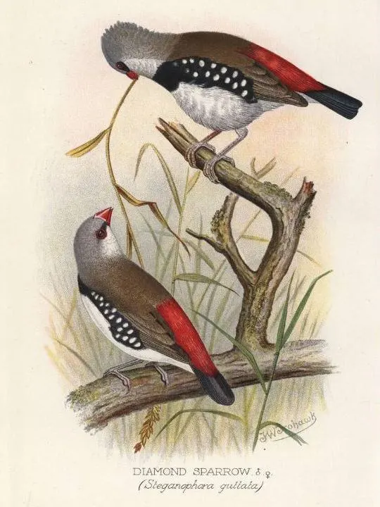 Diamond Firetail Finch